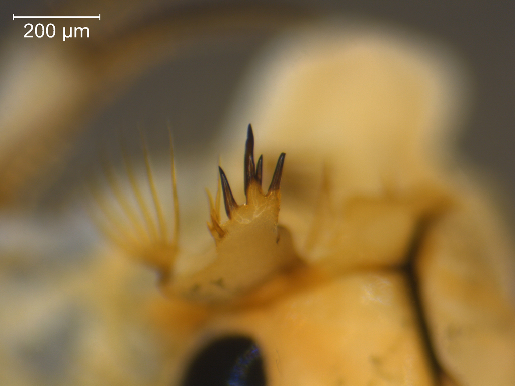 Chaoborus crystallinus